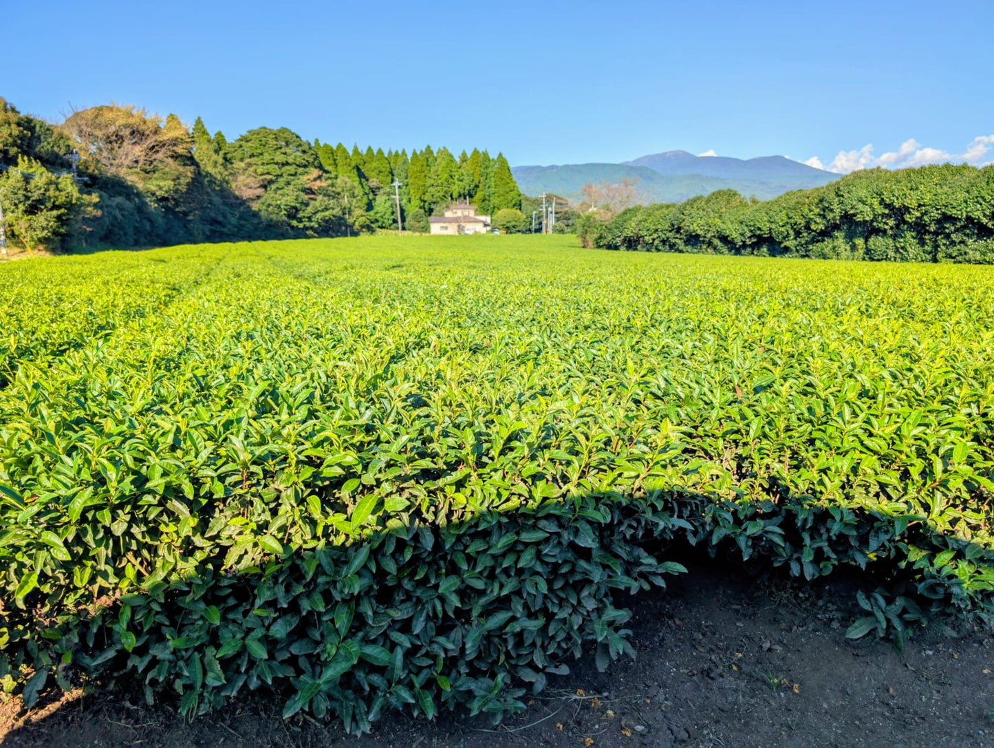 Hiro San - First Flush Ceremonial Grade