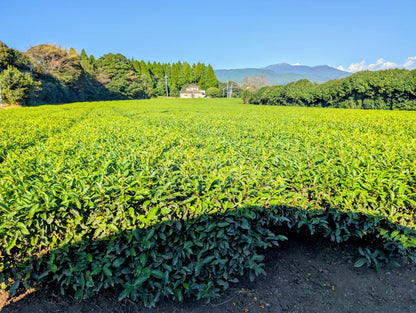 Hiro San - First Flush Ceremonial Grade