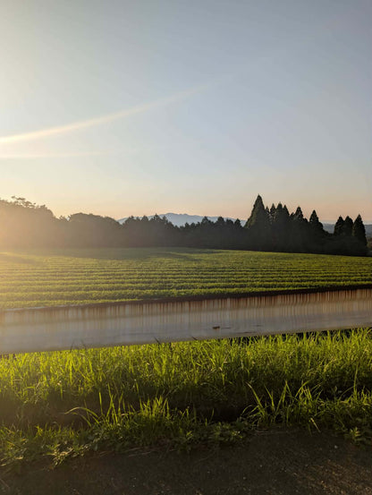 Hiro San - First Flush Ceremonial Grade