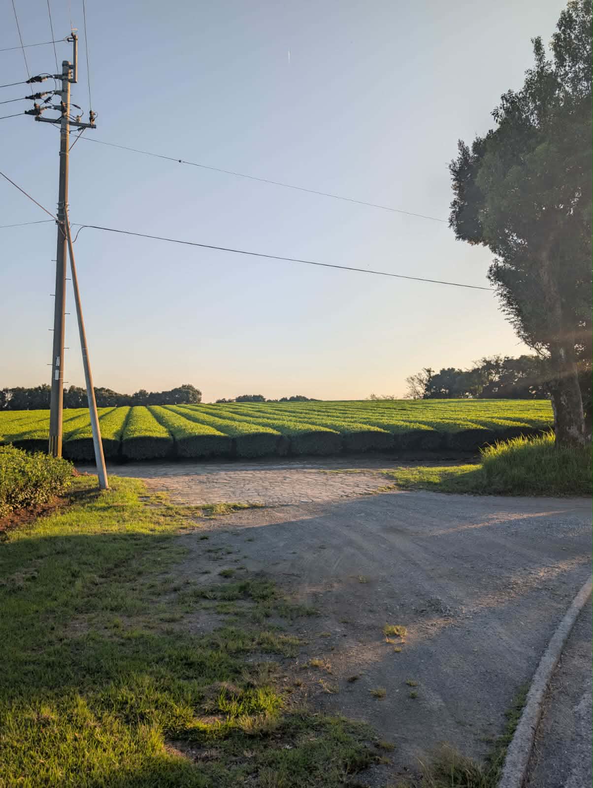 Hiro San - First Flush Ceremonial Grade