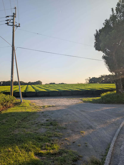 Hiro San - First Flush Ceremonial Grade